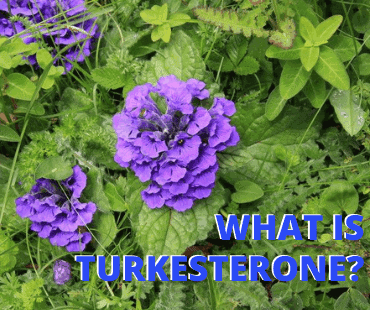 Turkesterone Australia – What Is Turkesterone & Is It Safe?