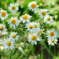 Chamomile Chamomile