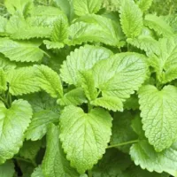 Lemon_Balm Lemon_Balm