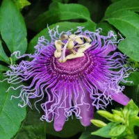 Passionflower Passionflower