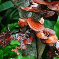 Reshi_Mushroom Reshi_Mushroom