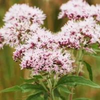 Valarian_Root Valarian_Root