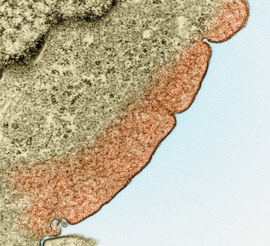 Boost Mitochondrial Function with NMN: Science-Backed Mechanisms Explained