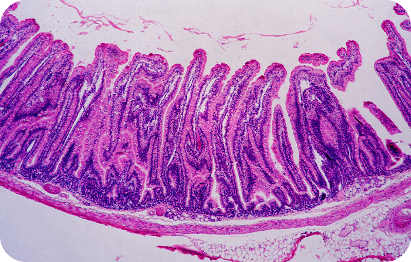 NAD+ and Mitochondria: How Boosting NAD+ Fuels Cellular Powerhouses