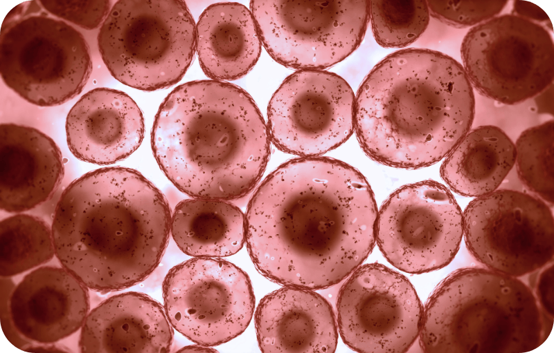 The Hidden Reason We Age: Understanding the ‘Zombie Cells’ Inside Your Body