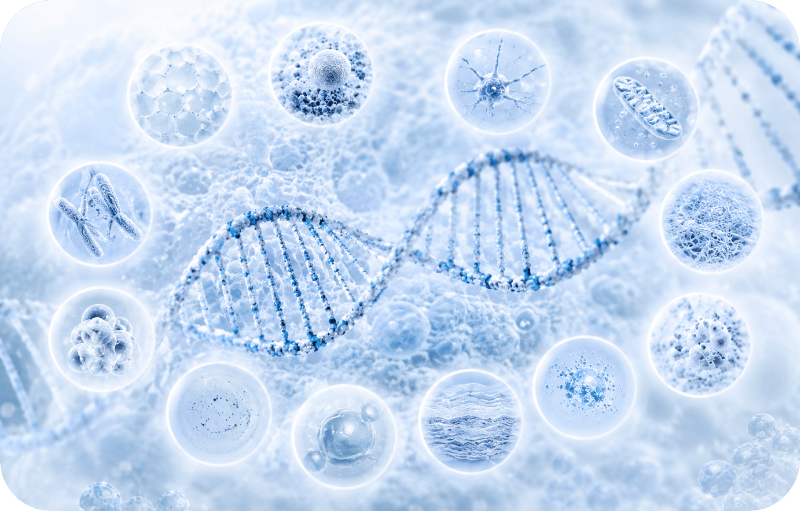 Can We Actually Slow Ageing? The 12 Hallmarks of Ageing Explained