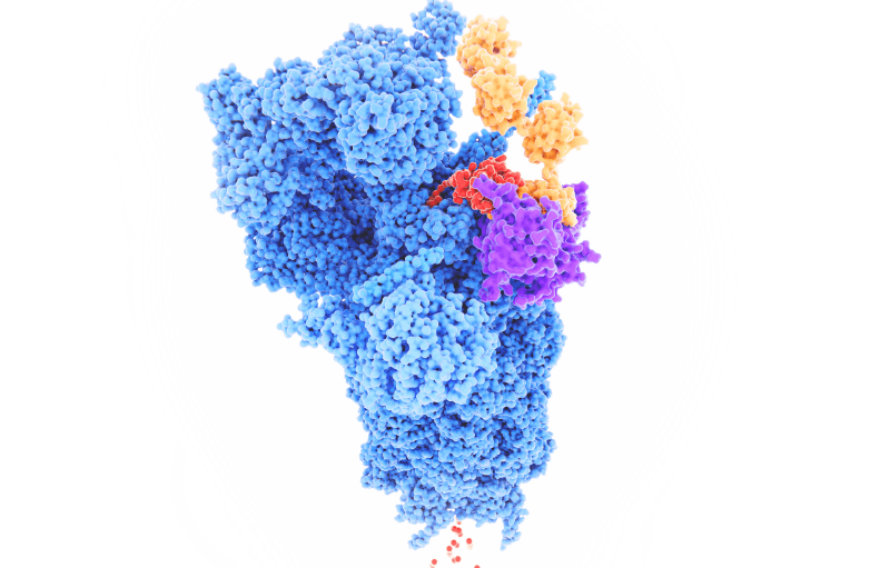 Autophagy Explained: Your Bodies Built-In Recycling System