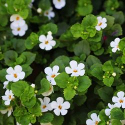 Bacopa