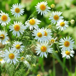 Chamomile Chamomile