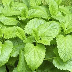 Lemon_Balm Lemon_Balm
