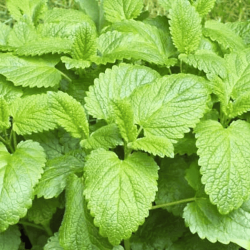 Lemon_Balm