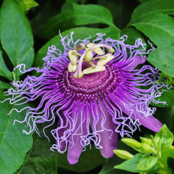 Passionflower