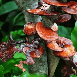 Reshi_Mushroom Reshi_Mushroom