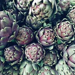 artichoke