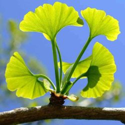 ginkgo