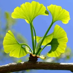 ginkgo
